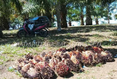 Harga Sawit di Mukomuko Terjun Bebas, Tertinggi Rp2.700 Per Kg