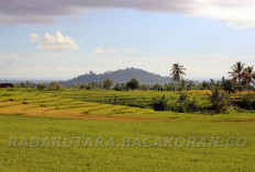 1.000 Hektar Lahan Sawah Baru di Bengkulu Secara Bertahap, Tahun ini 246 Hektar 