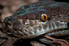 Mimpi Dikejar Ular Besar: Tafsir Menurut Primbon Jawa dan Islam, Pertanda Apa?