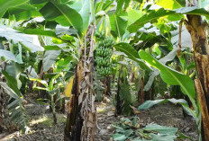 7 Mitos Berbau Mistis Seputar Pohon Pisang