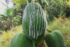 Bukan Hanya Buah dan Daun Pepaya Saja Yang Bermanfaat, Ternyata, Getah Pepaya  Sangat Bermanfaat Bagi Kesehtan