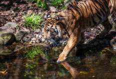 BKSDA Diminta Percepat Penanganan Teror Harimau