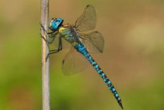 Makna di Balik Mimpi Melihat Capung, dari Terbang hingga Masuk Rumah