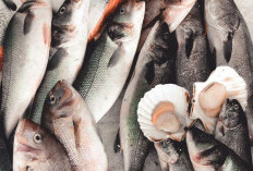 Ciri Ikan Segar vs Ikan Formalin: Pahami Perbedaannya Agar Tak Salah Pilih!