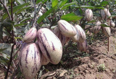 Ini Dia, Kandungan Nutrisi serta Manfaat Kesehatan dari Buah Pepino yang Luar Biasa