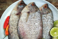 Mengungkap Rahasia dari Manfaat Mengkonsumsi Ikan Gurame 