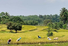 Waspadai Fenomena Nominee Genjot Praktik Alih Fungsi Sawah