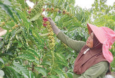Kurangi Risiko Bencana Hindrometeorologi, Gerakan Membangun Kebun Kopi Tangguh Iklim Perlu Dimasifkan