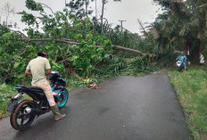 Hujan Badai, Pohon Sengon Tumbang, Timpa Jaringan Listrik di Marga Jaya