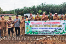 Pemdes Suka Baru Tanam Jagung Perdana dan Salurkan BLT DD 5 Bulan