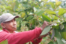 Potensi Ekonomi dan Polemik Khasiat Daun Kratom