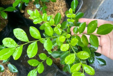 8 Manfaat dari Daun Kemuning untuk Kesehatan yang Wajib Kalian Ketahui