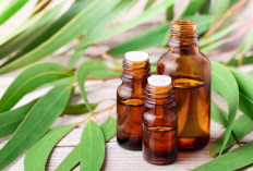 Selain Bermanfaat Untuk Masuk Angin, Ternyata Minyak Kayu Putih Juga Bermanfaat Untuk Wajah 