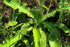 Jarang Diketahui Manfaat dari Daun Tempuyung Bagi Kesehatan Tubuh