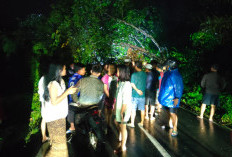 Breaking News! Pohon Tumbang, Lalin Arma - Bengkulu Macet