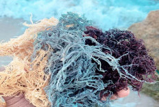 Kenali Manfaat Kesehatan Serta  Kecantikan dari Sea Moss