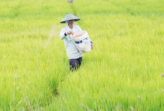 Transformasi Pertanian Indonesia: Dari Sawah Nusantara untuk Dunia