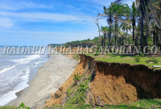 Urgen! Minta BWSS VII dan Anggota DPRD RI Dapil Bengkulu Perjuangkan Penanganan Abrasi Pantai Sebelat