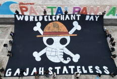 Baliho Gajah One Piece Terbentang di Bengkulu, Perlindungan Gajah Sumatera Hanya 'Status Palsu'