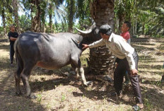 Puluhan Kerbau Mati Mendadak di Kecamatan Marga Sakti Sebelat, Diduga Penyakit Ngorok