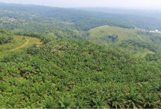 Belum Ada Laporan Perambahan Hutan dan Ileggal Logging di HPT