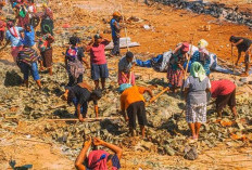 Menilik Tradisi Barapen : Tradisi Unik Bakar Batu Masyarakat Papua Jelang Perayaan Natal