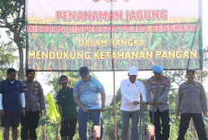 Inisiasi Polda Bengkulu, Sulap Lahan Tidur Jadi Kebun Jagung Produktif