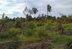 Konflik Kebun Kas Desa Karya Pelita vs PT Air Muring, Perusahaan Tawarkan 2 Opsi