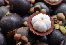 Wajib Tau ! Ternyata Buah Manggis Sangat Bermanfaat Bagi Tubuh.