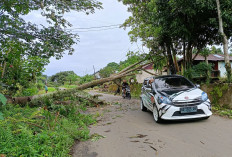 BREAKING NEWS : Hati-hati, Pohon Ambruk Melintang di Jalan Kemumu