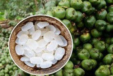 Mengenal Manfaat Kolang Kaling, Buah Kaya Nutrisi yang Sering Dijadikan Makan untuk Berbuka Puasa 