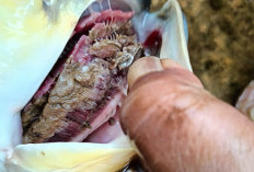 Petani Ikan Ngeluh, Serangan Virus, Pakan Mahal, Efek ke Bobot Disorot