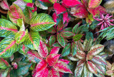 Bukan Hanya Sekedar Memper Indah Saja ! Ternyata Tanaman Hias Dapat Membawa Rezeki Simak Penjelasannya