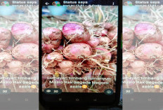 Petani di Hulu Palik Berhasil Kembangkan Bawang Merah Thailand