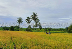 Soal Beras RI Mulai Dilirik Beberapa Negara, Harga Beras di Jepang Tembus Rp100 Ribu Per Kilogram
