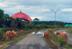 Terbaru, Ini Sebaran Sapi, Kambing hingga Babi di wilayah Bengkulu