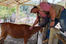 Banyak Ternak Sakit, Dinas Pertanian Gelar Pengobatan Gratis di Pondok Batu