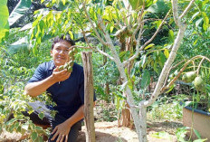 Warga Manfaatkan Lahan Pekarangan Rumah Untuk Tanaman Pangan