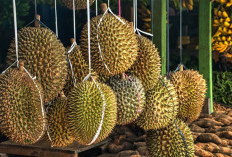 Pecinta Durian Wajib Tahu Cara Memilih Durian yang Tebal dan Manis Serta Berkualitas