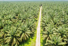 Camat Desak DPRKP untuk Segera Tindak Lanjuti Lahan Fasum 77 Hektar dari Eks HGU Agricinal