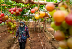 Pemanfaatan Lahan Kering, Peluang Besar Pertanian Indonesia