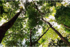 Warga Linmas Jaya Nantikan Izin Pengelolaan Hutan Sosial untuk Fasilitas Umum