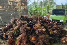 Hari Ini, Pabrik Mulai Terima Sawit Petani 