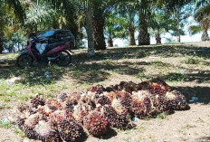 Satu Pabrik Sawit Masih Tutup, Harga Tetap Stabil Usai Idul Adha 2025