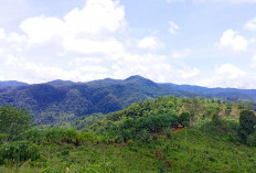 Desak Pemda Bengkulu Utara Bentuk Satgas, Usut Kabar Tambang Emas Ilegal di Lebong Kandis