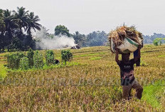 Stok Melimpah dan Harapan Beras Murah