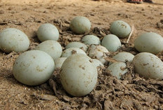 Temukan Sebelas Manfaat Mengkonsumsi Telur Bebek Yang Sangat Baik Untuk Kesehatan Tubuh