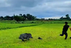 Menurut Primbon Jawa Dan Islam, Arti Mimpi Dikejar Babi