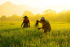 Pernahkah Anda Bermimpi Panen Padi ? Ini Arti Mimpi Tersebut