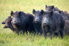 Tafsir Lengkap dari Mimpi Babi Hutan, Dari Dikejar hingga Membunuhnya